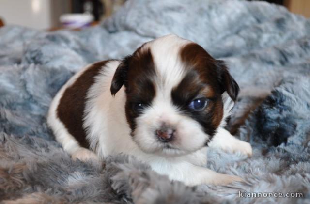 chiot shih-tzu trois mois