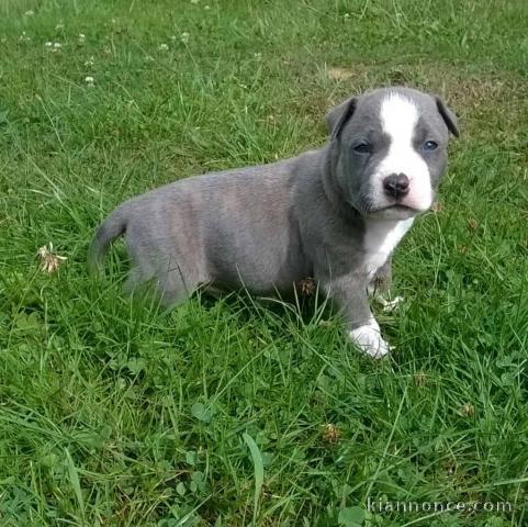 chiot americain starffordshire terrier trois mois