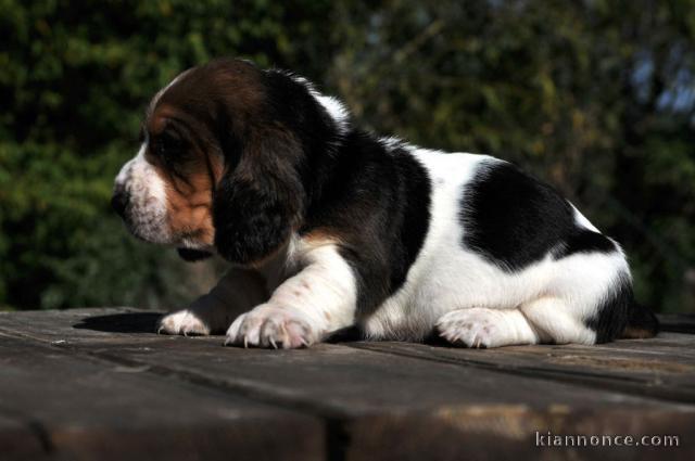 chiot basset hound trois mois