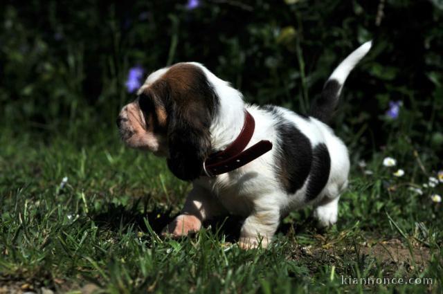 chiot basset hound trois mois