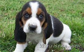 chiot basset hound trois mois