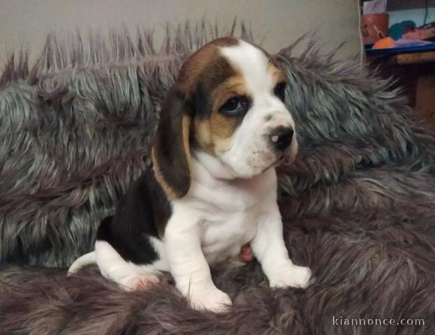 chiot beagle trois mois