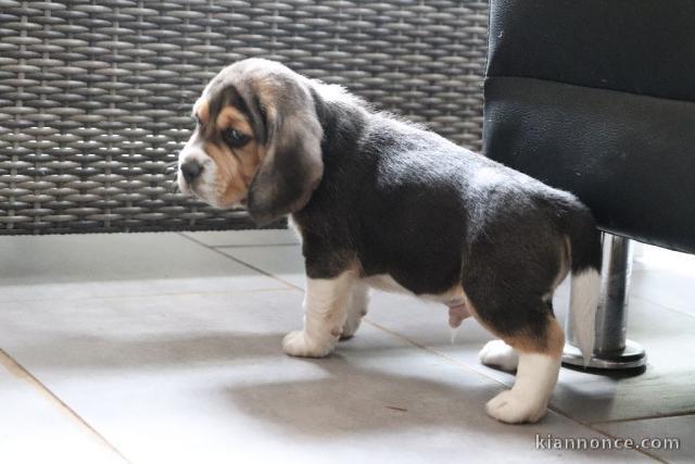 chiot beagle trois mois