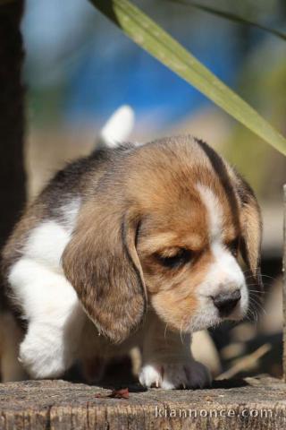 chiot beagle trois mois