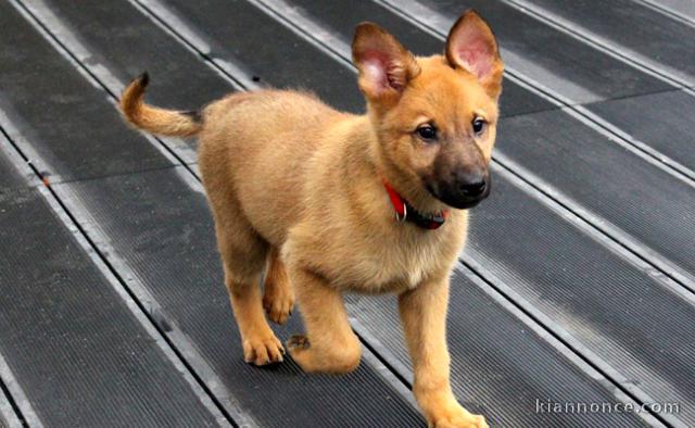 chiot berger allemand trois mois