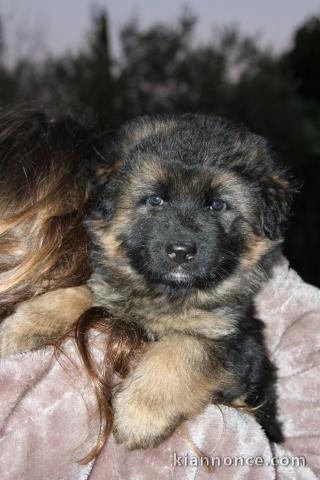 chiot berger allemand trois mois