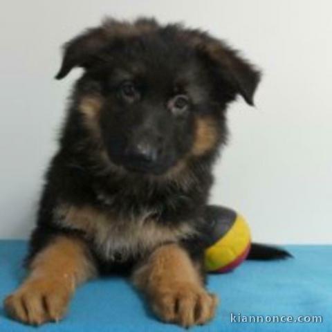 chiot berger allemand trois mois