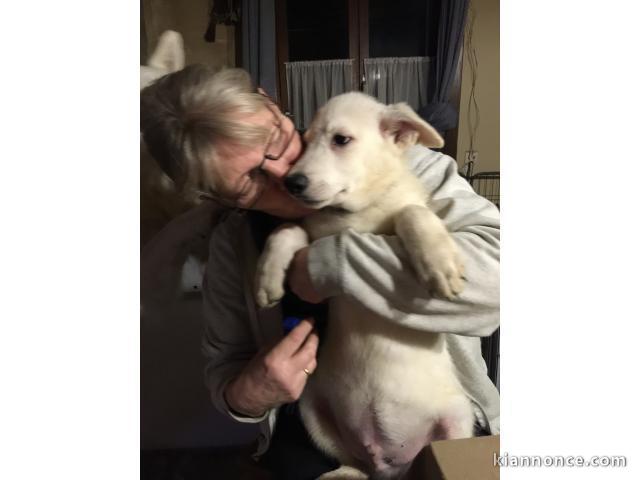 chiot berger blanc suisse trois mois