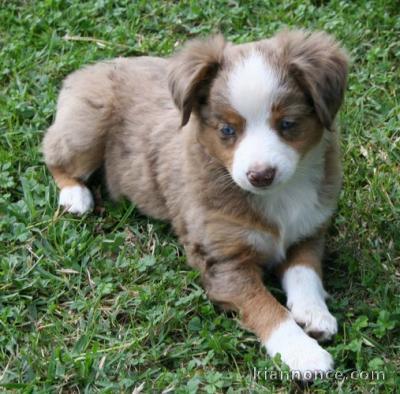 chiot berger australien trois mois