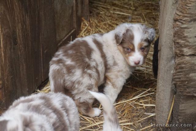 chiot berger australien trois mois