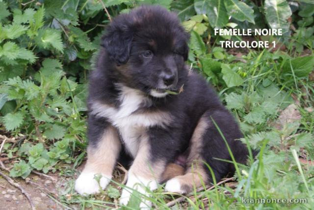 chiot berger australien trois mois