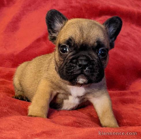 A donner bouledogue français femelle non lof