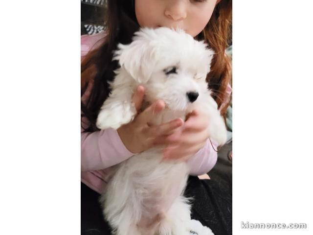 chiot bichon maltais trois mois