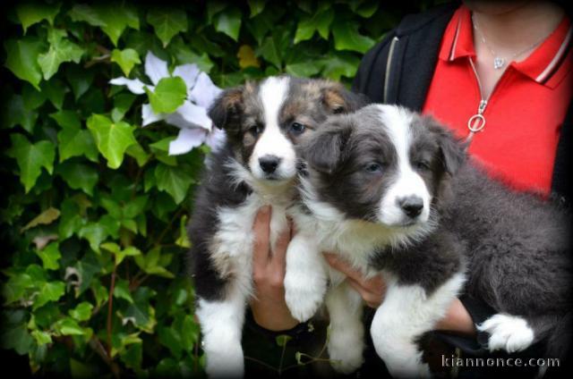 chiot border collie trois mois