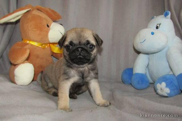 chiot boston terrier trois mois