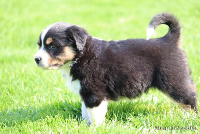 chiot berger australiens LOF a donner