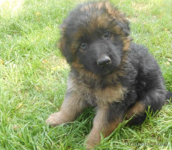 chiot Berger allemand LOF a donner