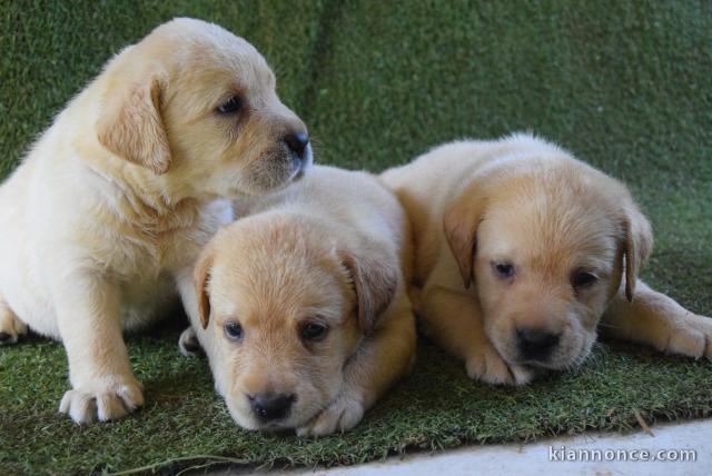 Chiots labradors lof a donner