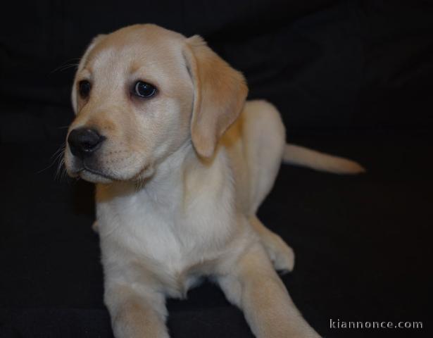 Chiots labradors lof a donner