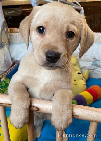 Chiots labradors lof a donner