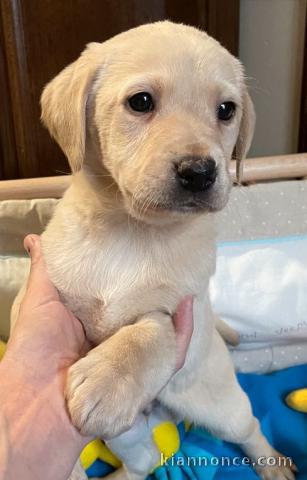 Chiots labradors lof a donner