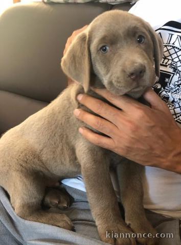 Chiots labradors lof a donner