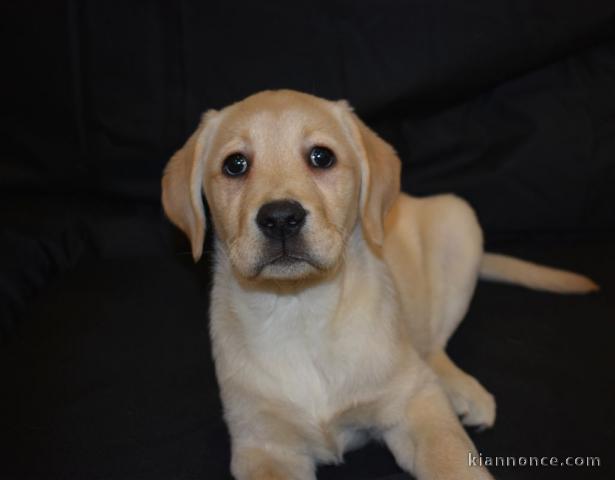 Chiots labradors lof a donner