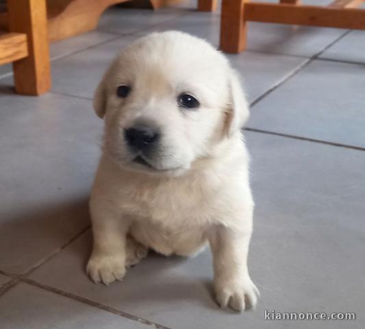 Chiots labradors lof a donner