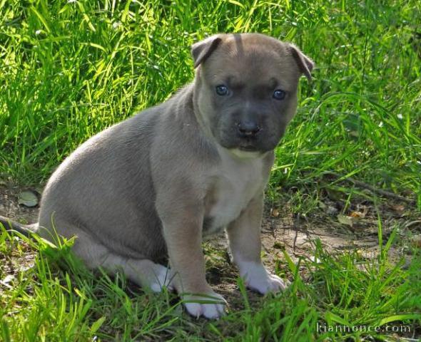 Chiot american staffordshire terrier lof a donner