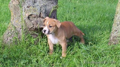 Chiot american staffordshire terrier lof a donner