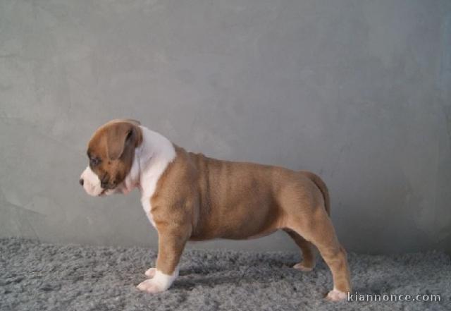 Chiot american staffordshire terrier lof a donner