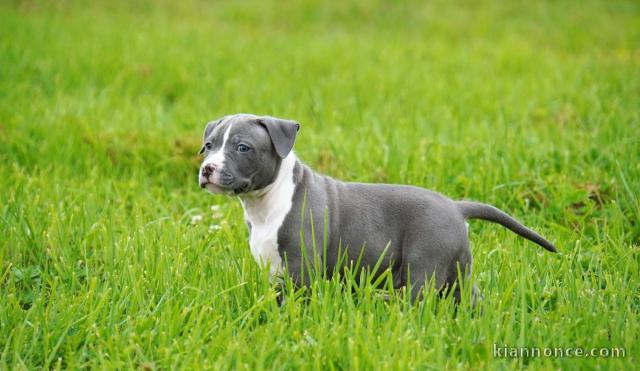 Chiot american staffordshire terrier lof a donner