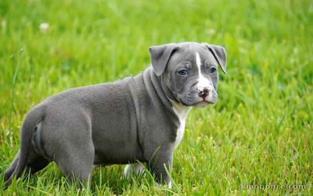 Chiot american staffordshire terrier lof a donner