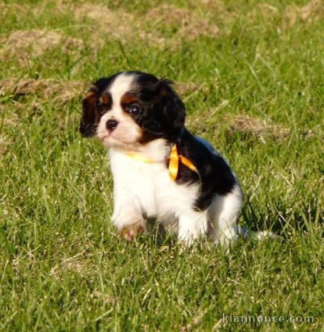 Chiots Cavaliers King Charles LOF a donner