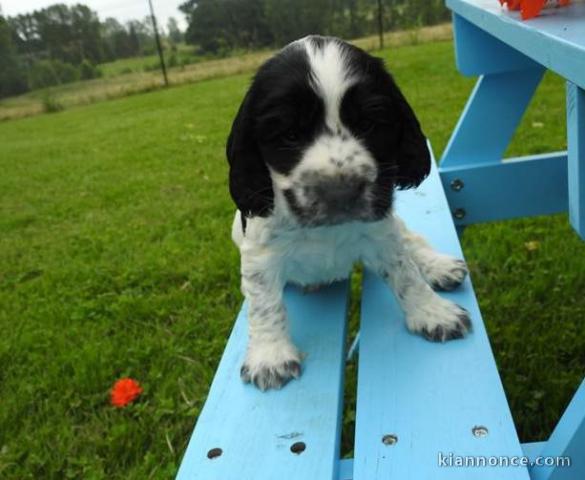 chiot cocker anglais lof a donner