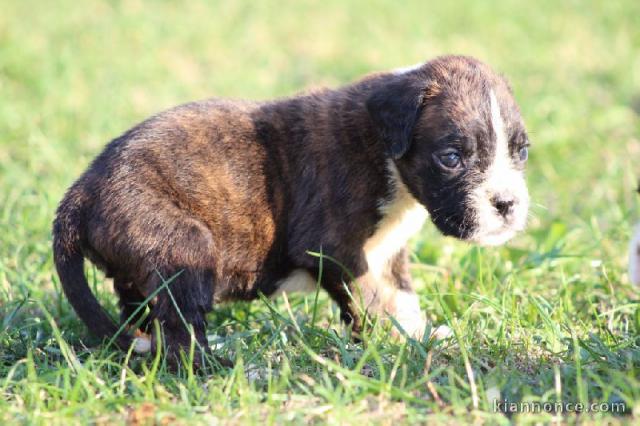 Adorable chiot Boxer femelle et mâle a donner