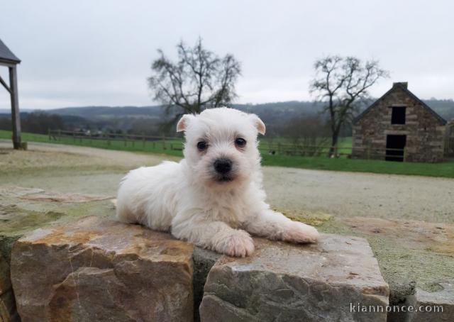 chiot Westie lof a donner