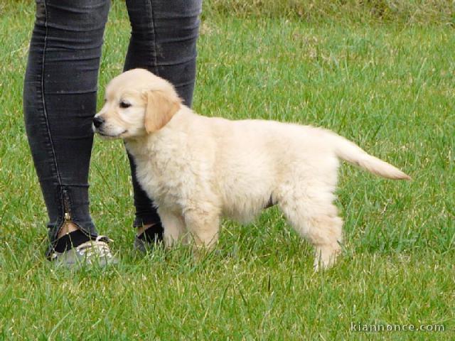 chiots golden retriever lof a donner