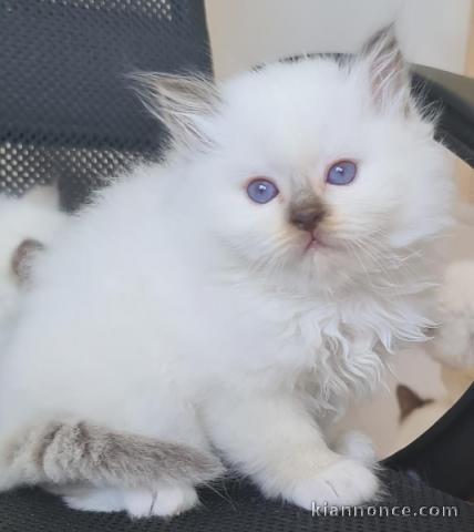 chaton sacré de Birmanie âgés de 3 mois