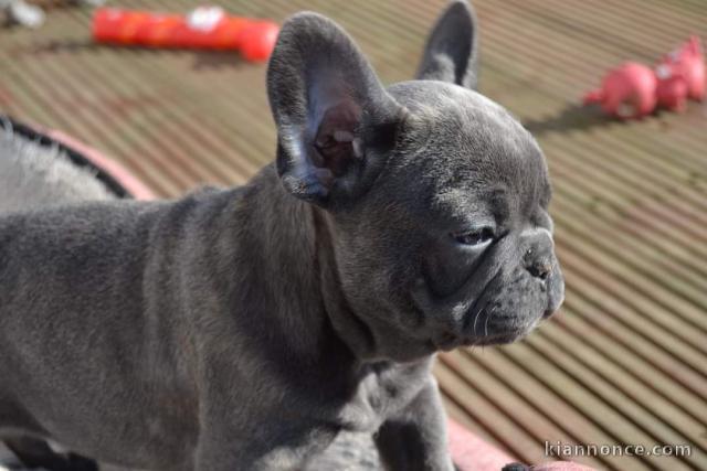 Bouledogue francais exotique 