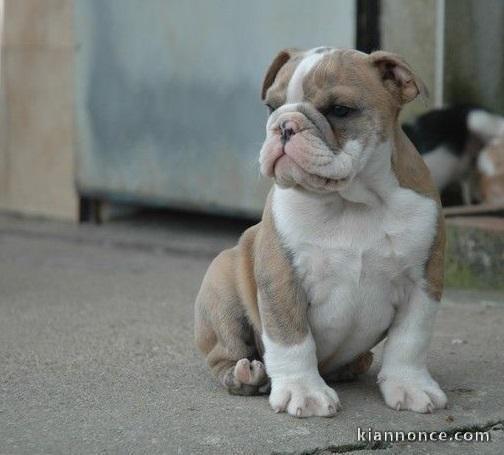 chiot bouledogues anglais trois mois