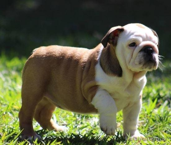 chiot bouledogues anglais trois mois