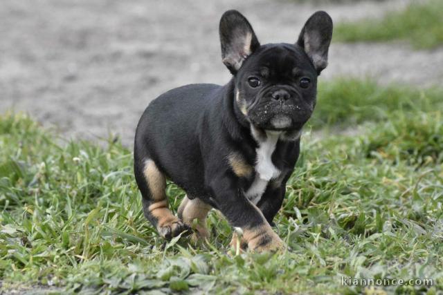 chiot bouledogue francais trois mois