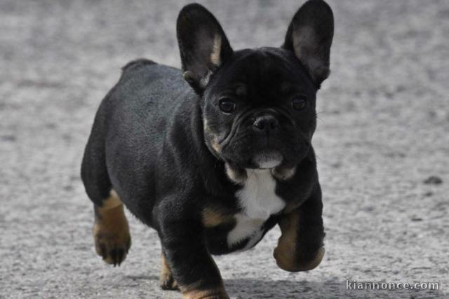 chiot bouledogue francais trois mois