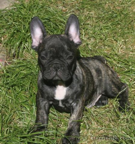 chiot bouledogue francais trois mois