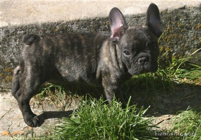 chiot bouledogue francais trois mois