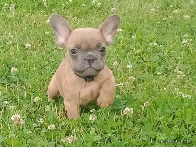 chiot bouledogue francais trois mois