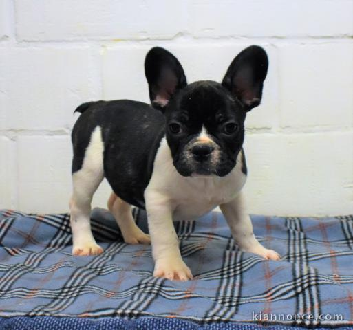 chiot bouledogue francais trois mois