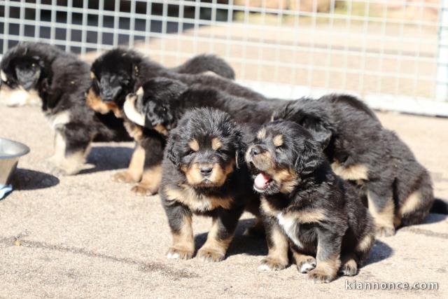 Chiots Dogue du Tibet