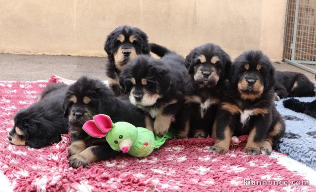 Chiots Dogue du Tibet